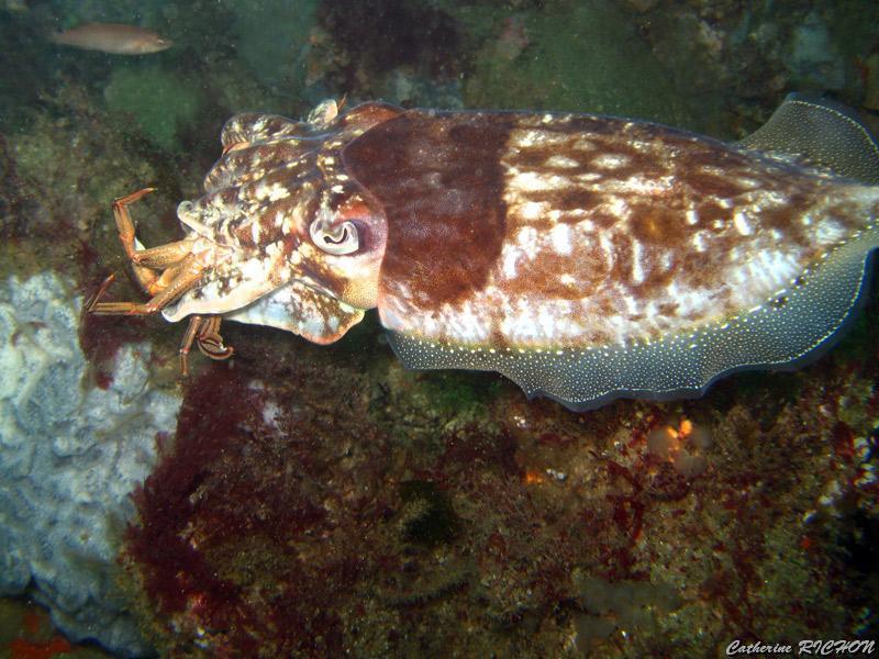 catherine_richon_02.jpg - seiche commune qui mange une étrille   >  Voir la fiche   