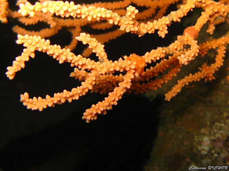 catherine_richon_06.jpg - tritonia des gorgones   >  Voir la fiche   