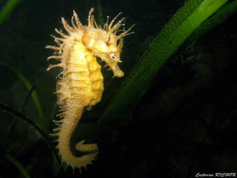 catherine_richon_09.jpg - hippocampe moucheté   >  Voir la fiche   