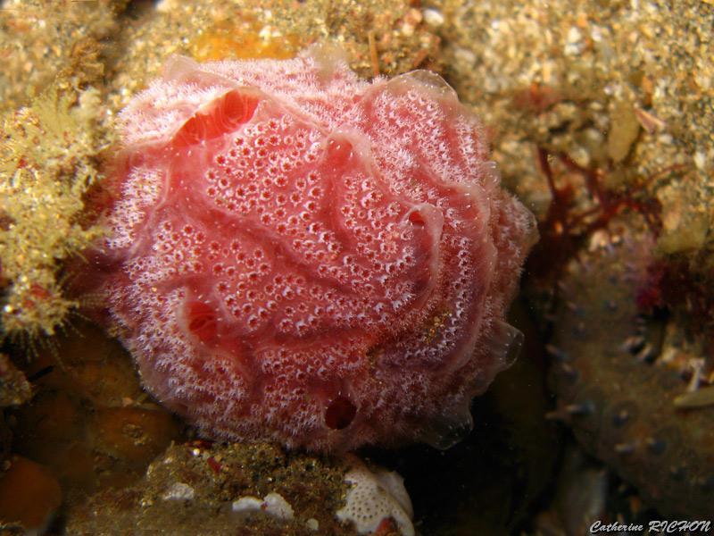 catherine_richon_13.jpg - ascidie fraise de mer   >  Voir la fiche   