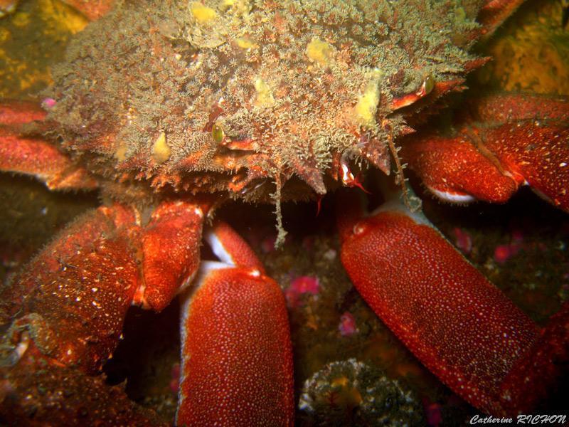 catherine_richon_15.jpg - Araignée de mer d'Atlantique