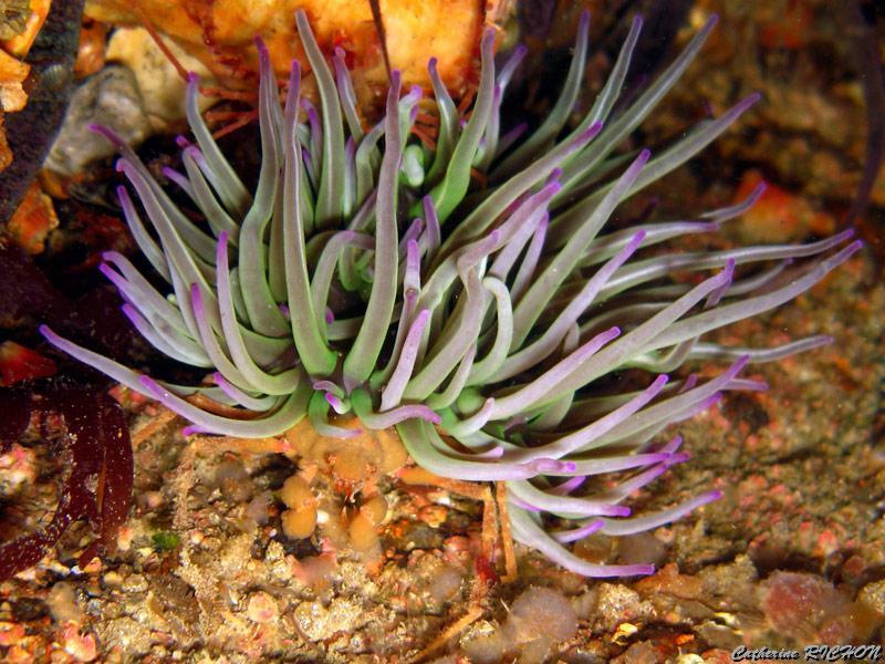 catherine_richon_17.jpg - araignée  inathus  sous une anémone de mer verte   >  Voir la fiche   
