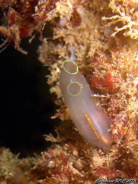 catherine_richon_18.jpg - cione intestinale   >  Voir la fiche   