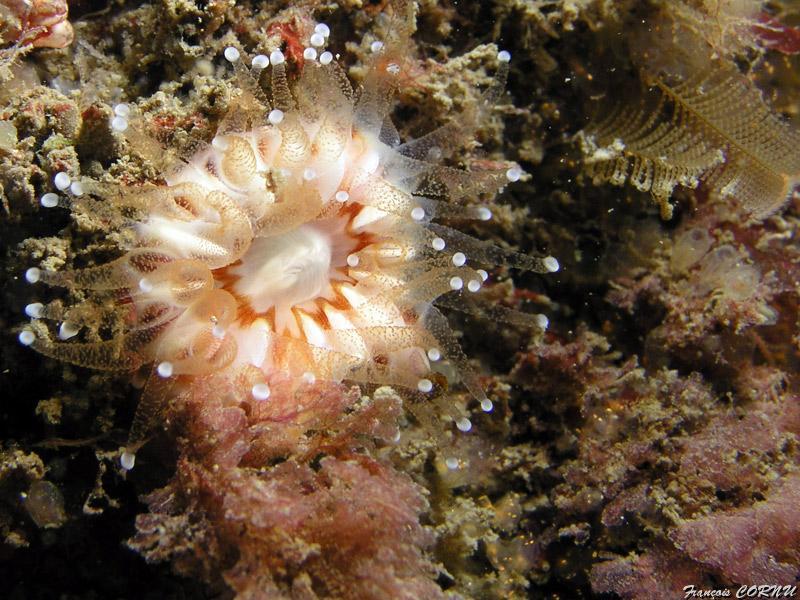 francois_cornu_05.jpg - caryophylle   >  Voir la fiche   