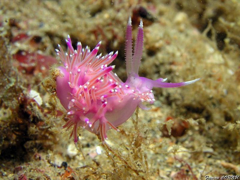 francois_cornu_07.jpg - flabelline mauve   >  Voir la fiche   