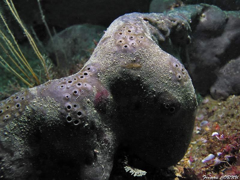 francois_cornu_10.jpg - éponge fesse d'éléphant    >  Voir la fiche   