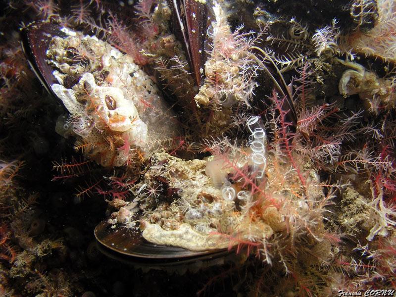 francois_cornu_14.jpg - moules colonisées par des tuniciers entre autres