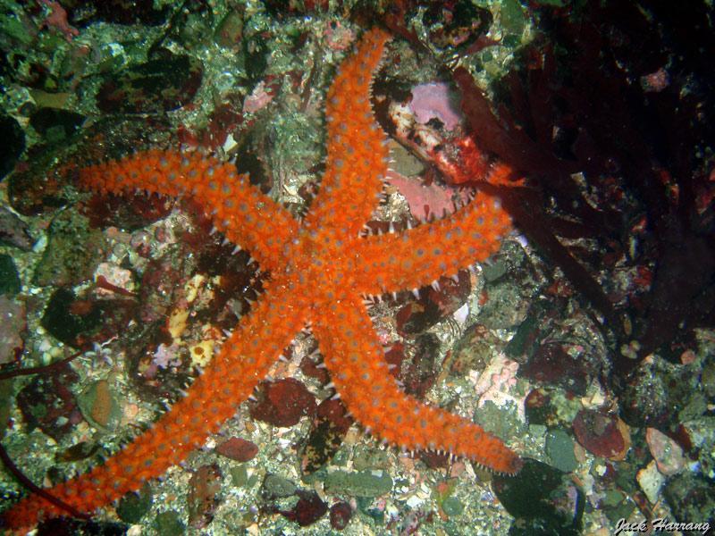 jack_harrang_05.jpg - étoile de mer glaciaire   >  Voir la fiche   