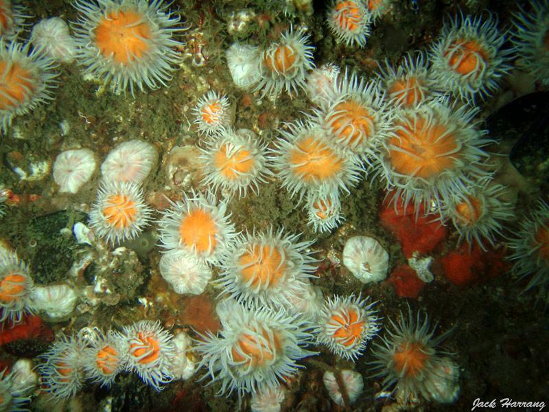 jack_harrang_09.jpg - anémone marguerite   >  Voir la fiche   