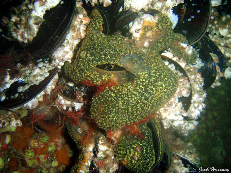 jack_harrang_12.jpg - moules colonisées par des tuniciers botrylle étoilé   >  Voir la fiche   