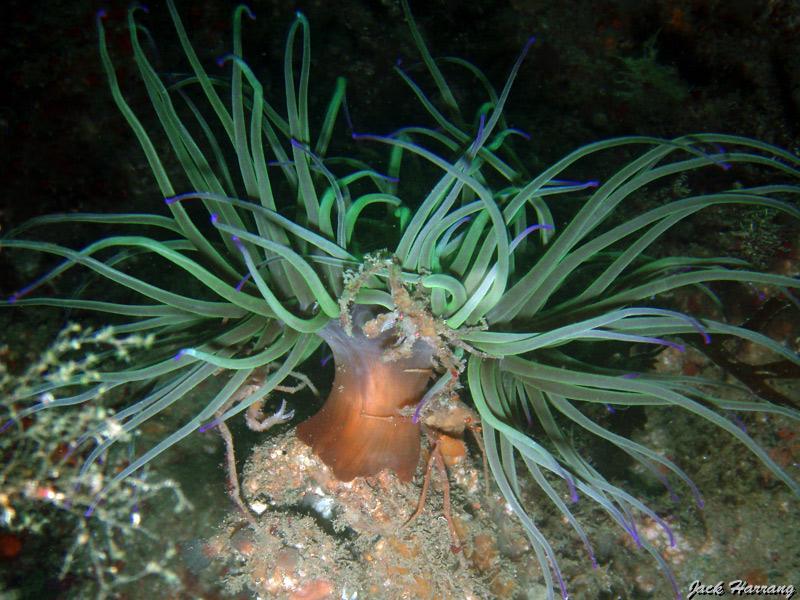 jack_harrang_19.jpg - deux araignées  inathus  sur le pied d'une anémone de mer verte   >  Voir la fiche   