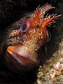 francois_cornu_03