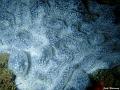 jack_harrang_02