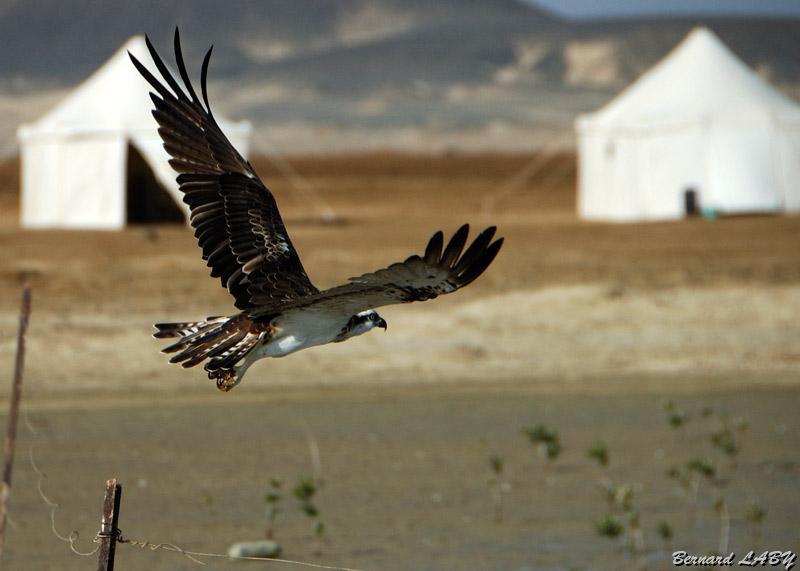 aigle.jpg - Aigle pêcheur proche du camp de Wadi Lahami