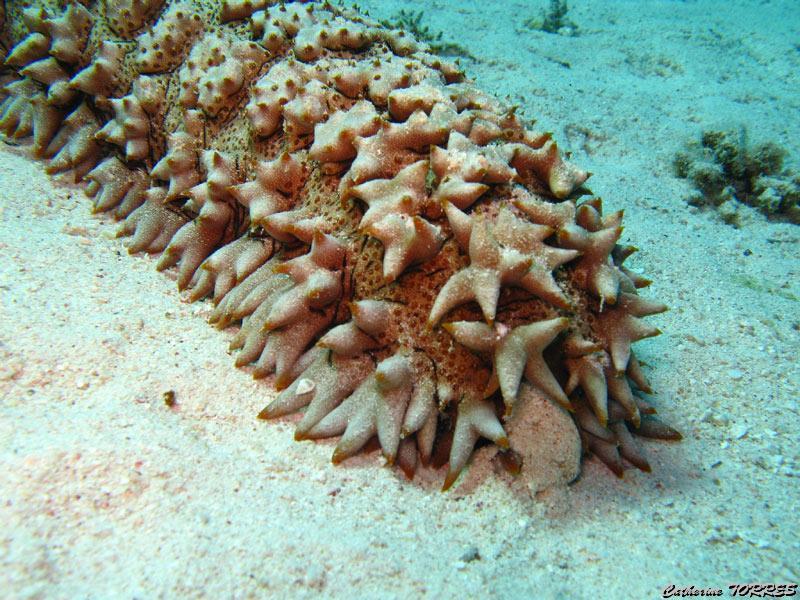 catherine_torres_1.jpg - Holoturie ananas