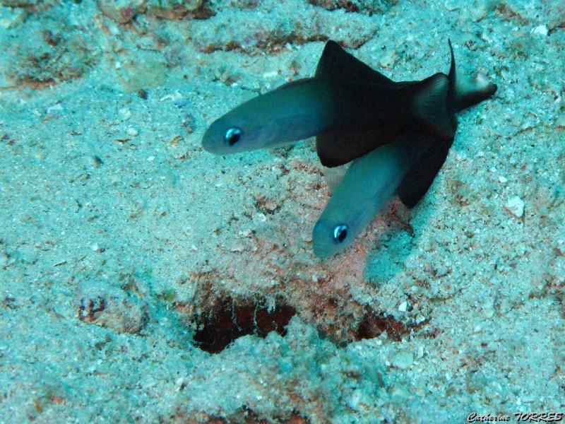 catherine_torres_6.jpg - Gobies fléchette    >  Voir la fiche   