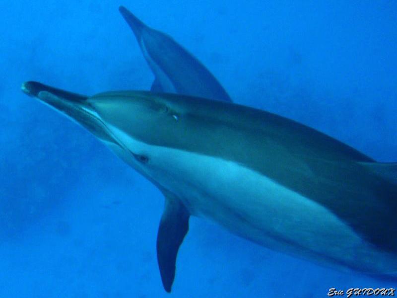 dauphins.jpg - Dauphins à long bec   >  Voir la fiche   