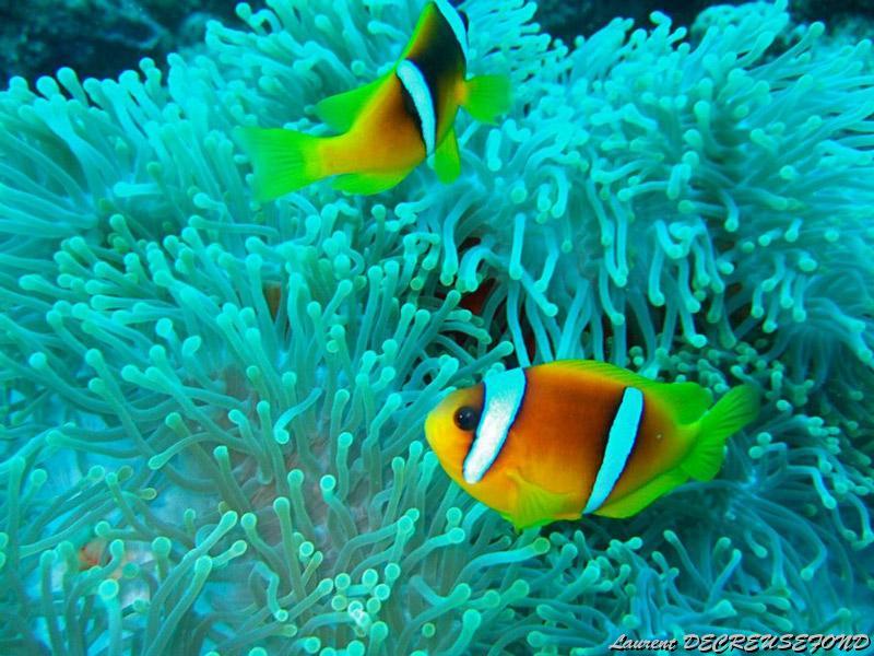 dscf2087.jpg - poisson clown à deux bandes    >  Voir la fiche   