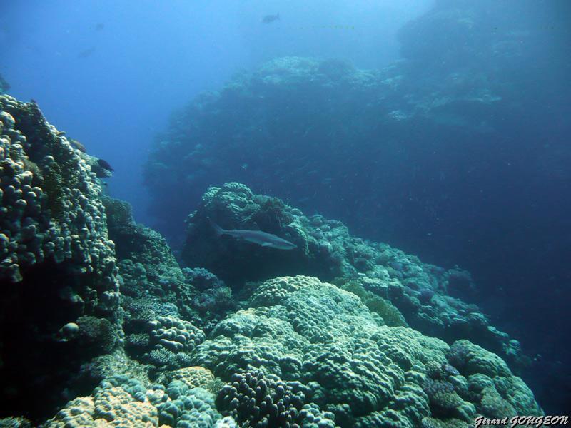 gerard_gougeon_1.jpg - Requin corail   >  Voir la fiche   