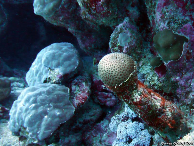 gerard_gougeon_5.jpg - Corail