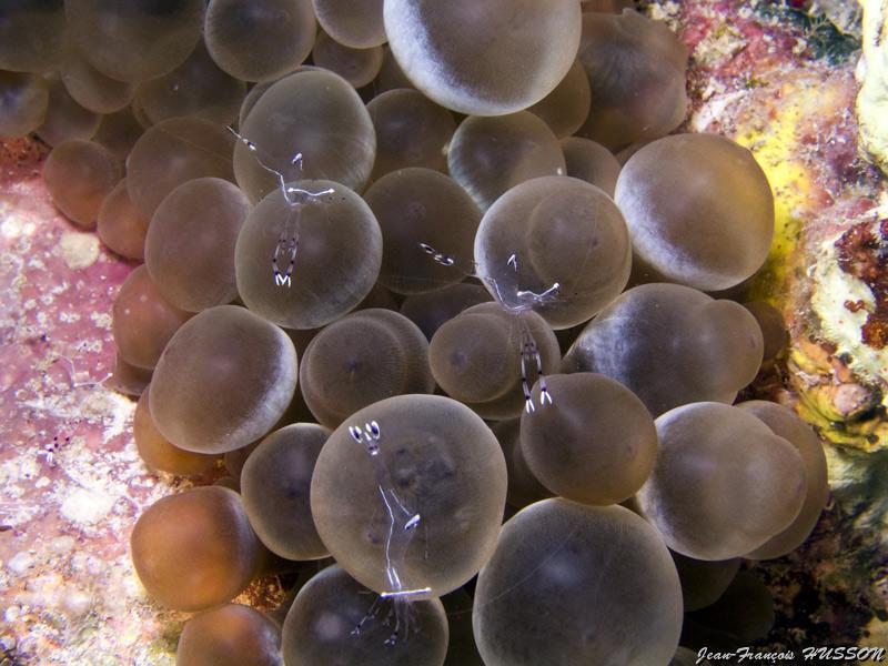 jean_francois_husson_10.jpg - Crevettes à longues pattes  sur anémone tétine  >  Voir la fiche   