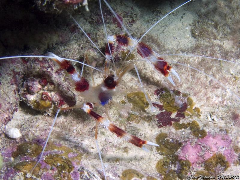 jean_francois_husson_4.jpg - Grande crevette nettoyeuse   >  Voir la fiche   