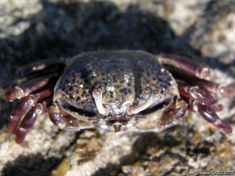 jean_francois_husson_5.jpg - Crabe