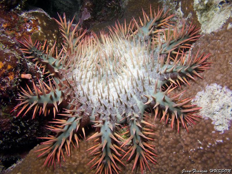 jean_francois_husson_6.jpg - Etoile acanthaster   >  Voir la fiche   