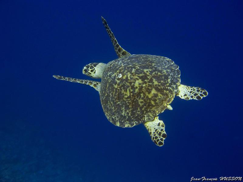 jean_francois_husson_9.jpg - Tortue imbriquée   >  Voir la fiche   
