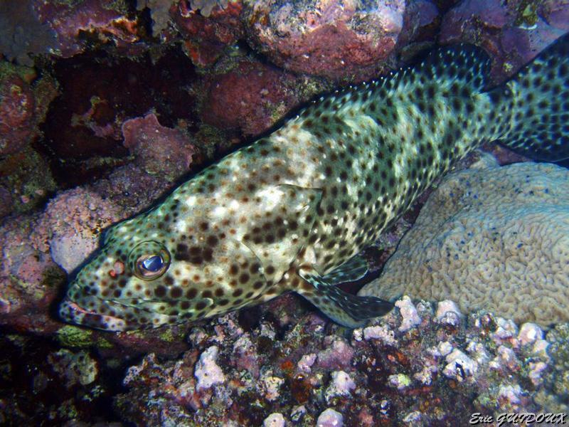 merou.jpg - Mérou loutre   >  Voir la fiche   