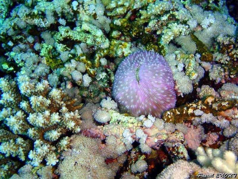 pb090274.jpg - Corail