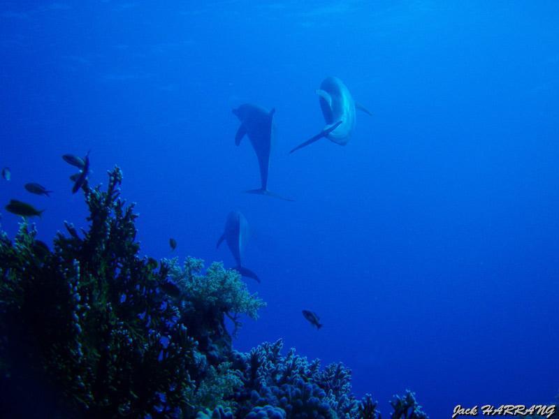 pb100011.jpg - Dauphins    >  Voir la fiche   