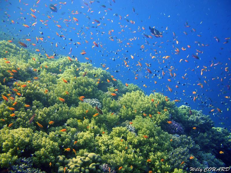 pb114245.jpg - Anthias   >  Voir la fiche   