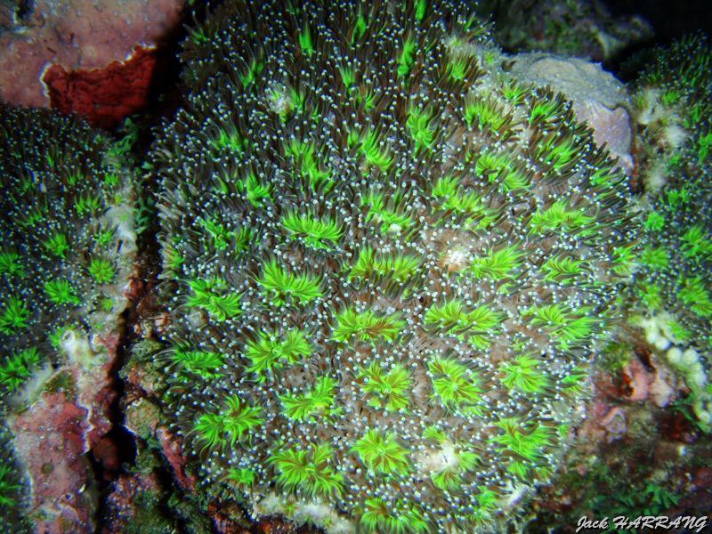 pb120257.jpg - Corail