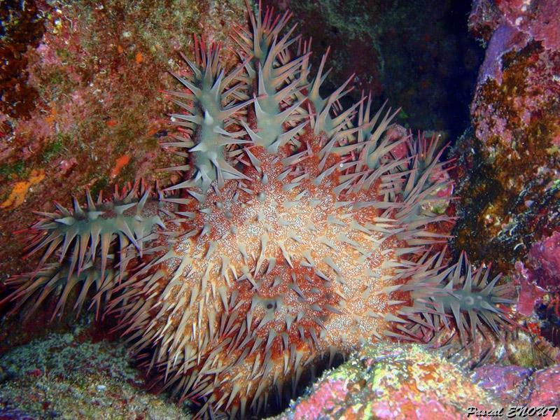 pb130412.jpg - Etoile acanthaster   >  Voir la fiche   