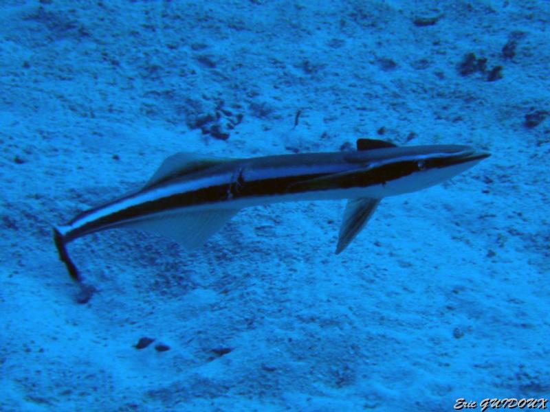 remora.jpg - Rémora   >  Voir la fiche   