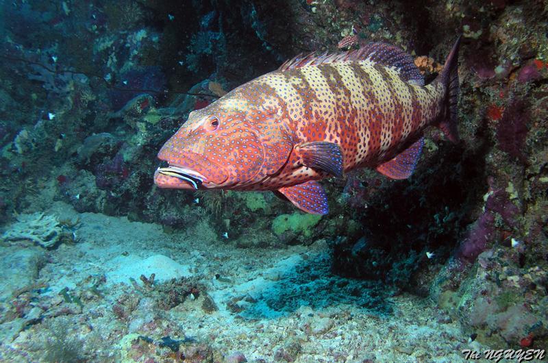 thi_nguyen_10.jpg - Mérou de mer Rouge