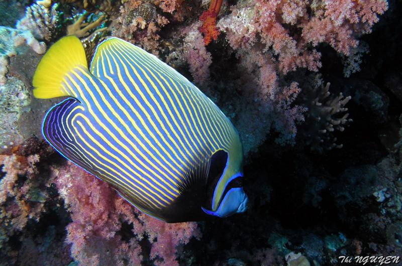 thi_nguyen_2.jpg - Poisson-ange empereur   >  Voir la fiche   