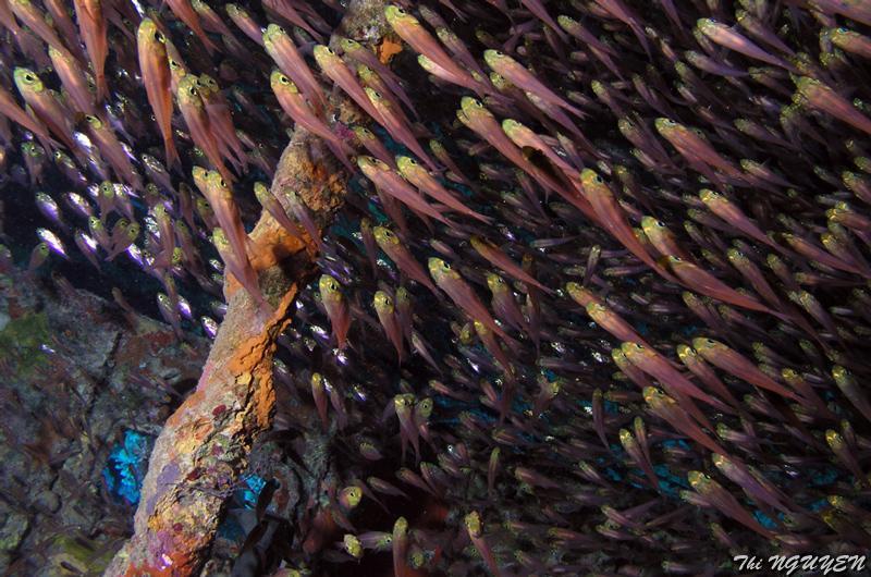 thi_nguyen_9.jpg - poisson hachette nain   >  Voir la fiche   