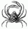 Araignée Araignée