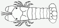 Cigale de mer Cigale de mer
