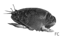 Crabe taupe Crabe taupe
