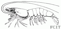 Crevette Crevette