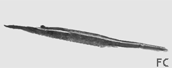 Crevette fine Crevette fine
