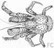 Crabe des cocotiers Crabe des cocotiers