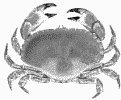 Tourteau Tourteau