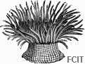 Anémone Anémone