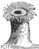 Cérianthe Cérianthe