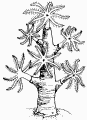 Coraux en bouquet Coraux en bouquet