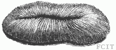 Corail alongé Corail alongé